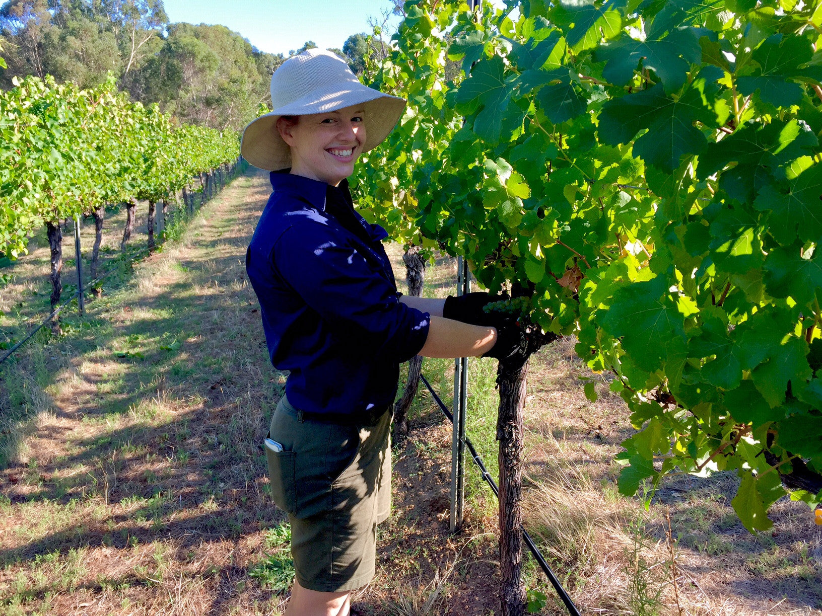 Vintage 2017 well under way Millbrook Winery