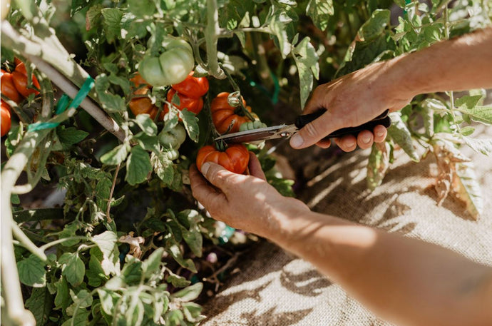 See Guy Jeffreys in Action at the Perth Garden & Outdoor Living Festival