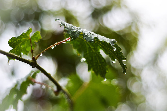 Rain, rain and more rain